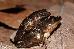 Pseudacris crucifer crucifer Pseudacris crucifer crucifer