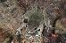Pseudacris crucifer crucifer Pseudacris crucifer crucifer