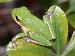 Hyla squirella Hyla squirella