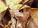 Pseudacris crucifer crucifer Pseudacris crucifer crucifer