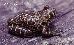 Trachycephalus sp. Trachycephalus sp.