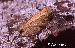 Scinax argyreornatus Scinax argyreornatus