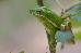 Hyla cinerea Hyla cinerea