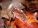 Pseudacris crucifer crucifer Pseudacris crucifer crucifer