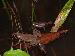 Pseudacris brimleyi Pseudacris brimleyi
