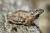 Pseudacris crucifer crucifer Pseudacris crucifer crucifer