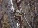 Hyla cinerea Hyla cinerea