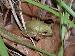 Hyla squirella