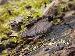 Pseudacris ferairum Pseudacris ferairum