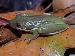 Hyla cinerea Hyla cinerea
