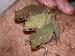 Hyla squirella Hyla squirella