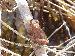 Pseudacris crucifer crucifer Pseudacris crucifer crucifer