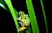 Litoria bicolor Litoria bicolor