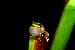 Litoria bicolor Litoria bicolor