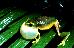 Litoria gracilenta Litoria gracilenta