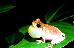 Litoria pygmaea