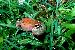Litoria rubella Litoria rubella