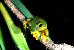 Litoria xanthomera