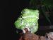 Phyllomedusa sauvagii Phyllomedusa sauvagii