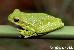 Hyla andina Hyla andina