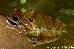 Hyla balzani Hyla balzani