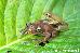 Hyla callipleura Hyla callipleura