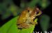 Hyla delarivai