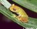 Hyla granosa Hyla granosa
