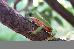 Phyllomedusa hypochondrialis Phyllomedusa hypochondrialis