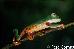 Phyllomedusa tomopterna Phyllomedusa tomopterna