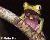 Phyllomedusa vaillanti Phyllomedusa vaillanti