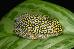 Heterixalus alboguttatus Heterixalus alboguttatus