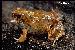 Physalaemus biligonigerus Physalaemus biligonigerus