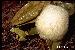 Physalaemus nanus Physalaemus nanus