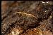 Pseudopaludicola falcipes Pseudopaludicola falcipes