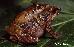 Eleutherodactylus manezinho Eleutherodactylus manezinho