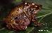 Eleutherodactylus manezinho GARCIA, 1996 Eleutherodactylus manezinho GARCIA, 1996