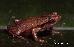 Physalaemus nanus (BOULENGER, 1888) Physalaemus nanus (BOULENGER, 1888)