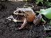 Leptodactylus pentadactylus Leptodactylus pentadactylus