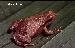 Physalaemus nanus Physalaemus nanus