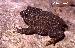 Proceratophrys bigibbosa Proceratophrys bigibbosa