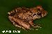 Leptodactylus chaquensis