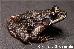 Thoropa saxatilis Thoropa saxatilis