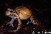 Leptodactylus knudseni