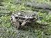 Rana palustris Rana palustris