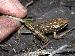 Rana spenocephala Rana spenocephala