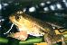 Rana lessonae Rana lessonae