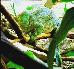 Calumma parsonii Calumma parsonii