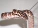 Morelia spilota variegata Morelia spilota variegata