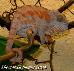 0,1 Furcifer pardalis ( Maroansetra )